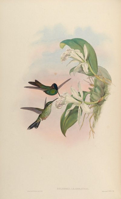 Heliodoxa leadbeateri door John Gould